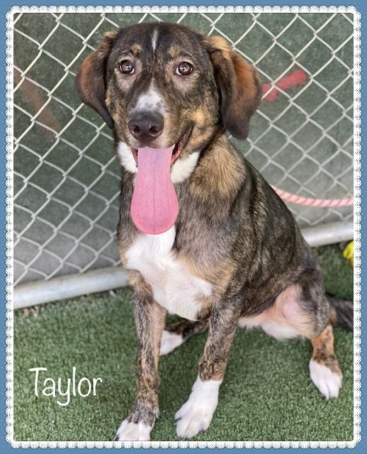 TAYLOR (R), an adopted Hound Mix in Marietta, GA_image-2