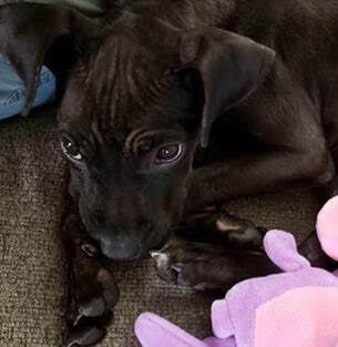 Stella Rosa , an adoptable Black Labrador Retriever Mix in Springfield, MO_image-3
