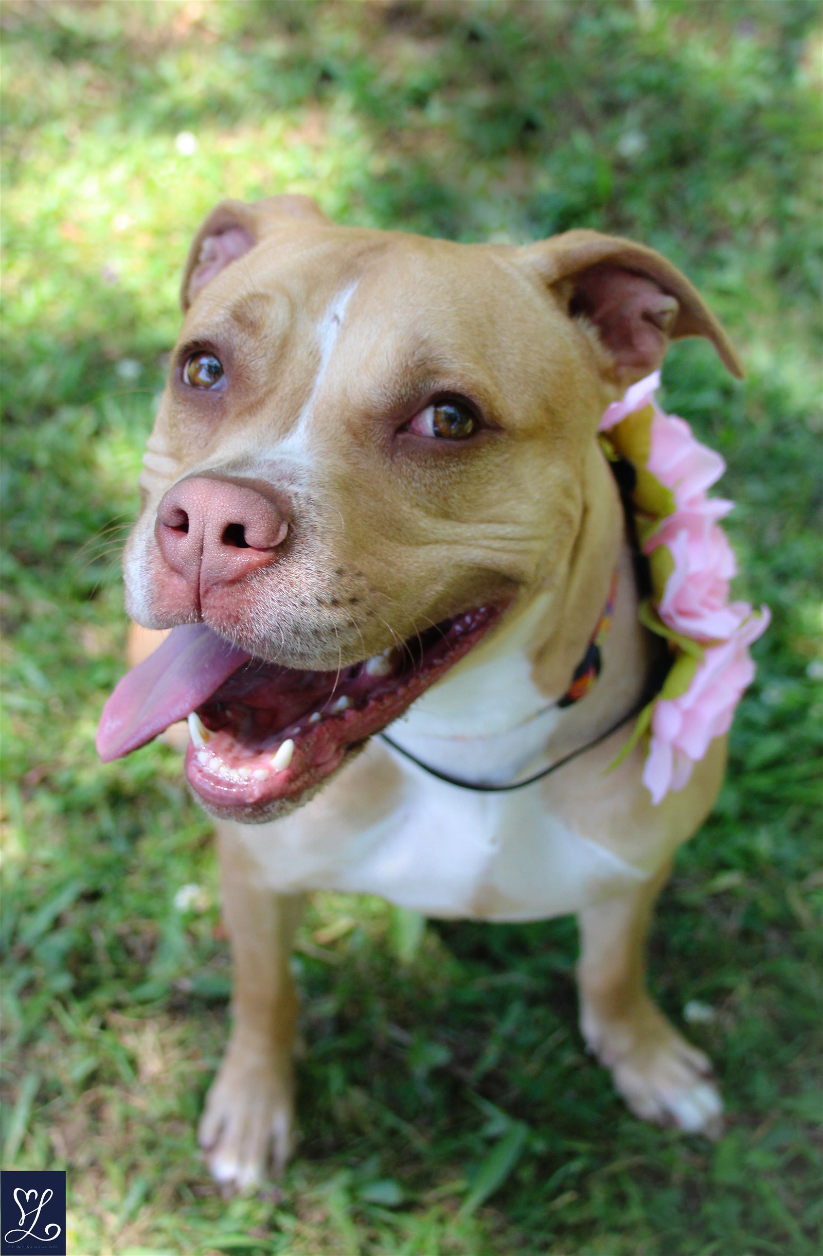 Mia, an adoptable Pit Bull Terrier in Lockport, NY, 14095 | Photo Image 2