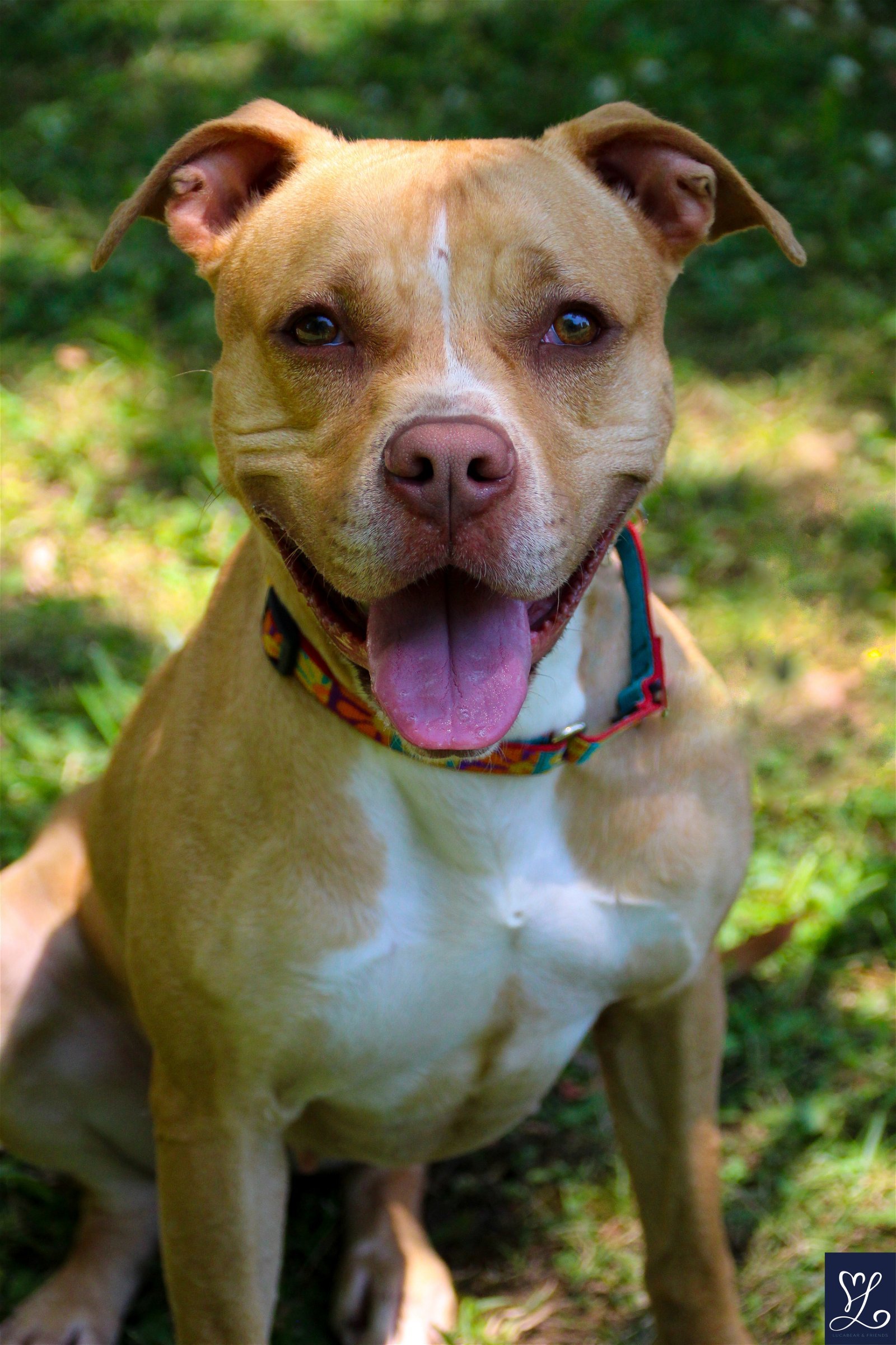 Mia, an adoptable Pit Bull Terrier in Lockport, NY, 14095 | Photo Image 3