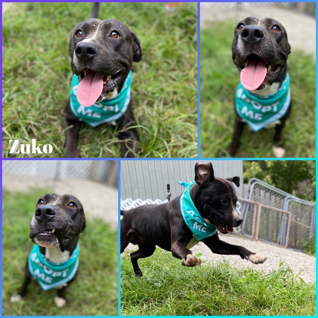 Zuko, an adoptable Pit Bull Terrier in Huntington, WV, 25705 | Photo Image 1