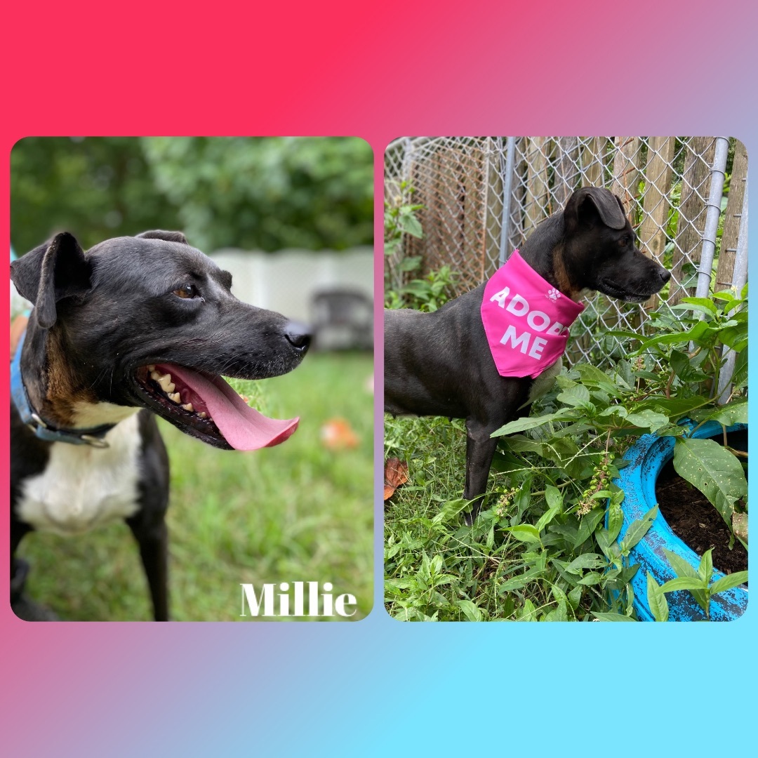 Millie, an adoptable Mountain Cur, Terrier in Huntington, WV, 25705 | Photo Image 1