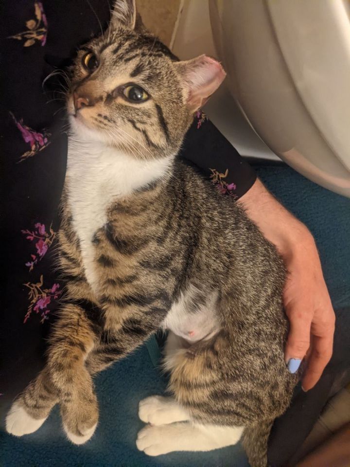 Cat for adoption Big Baby, a Domestic Short Hair in Philadelphia, PA