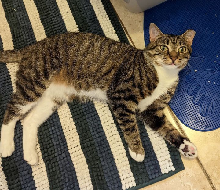 Cat for adoption Big Baby, a Domestic Short Hair in Philadelphia, PA