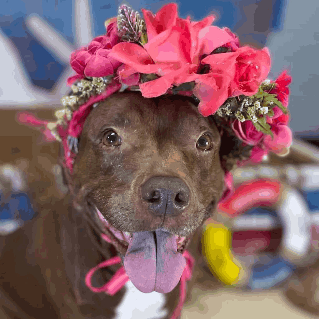 Perfect Penne, an adoptable Pit Bull Terrier, Mixed Breed in Fenton, MI, 48430 | Photo Image 5