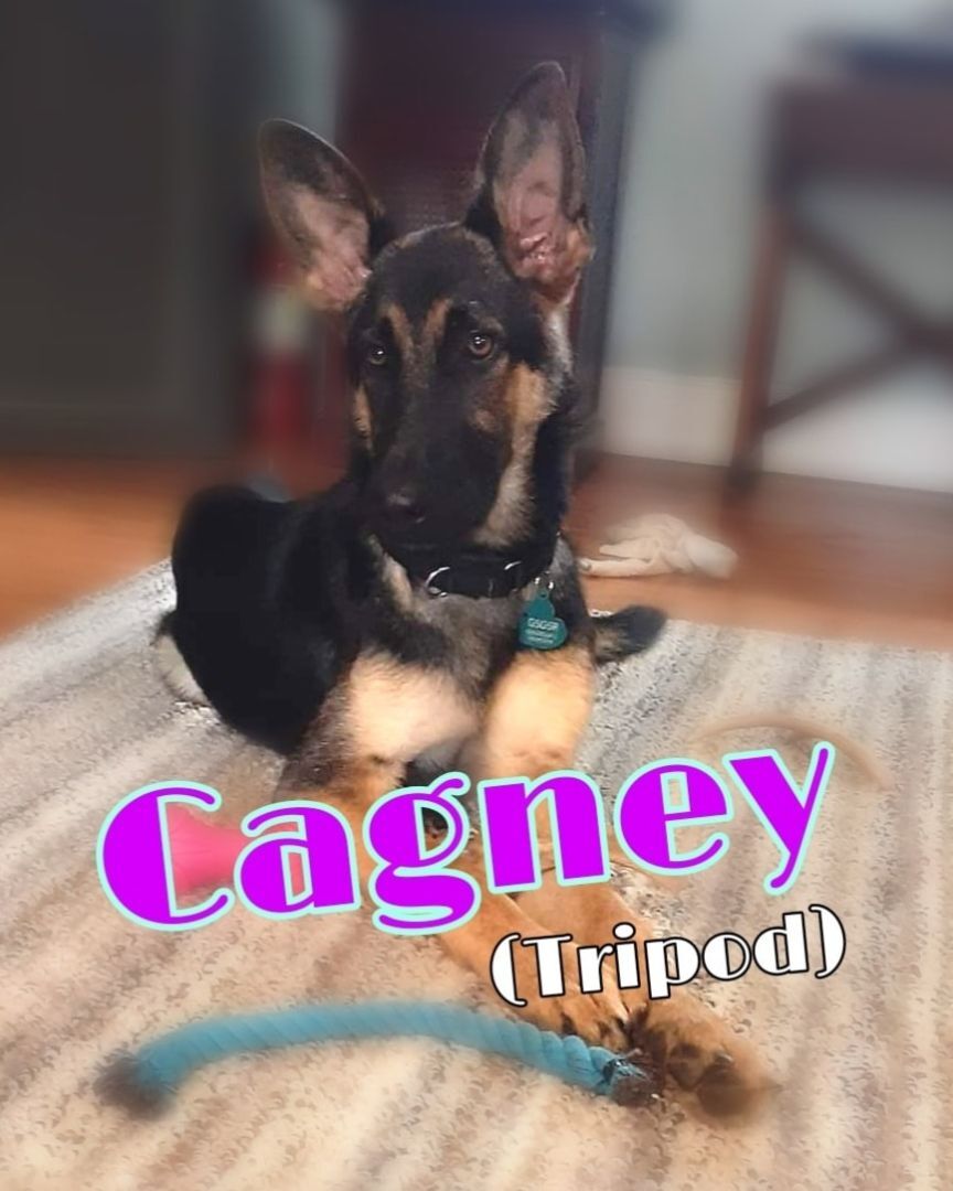 Cagney (tripod)