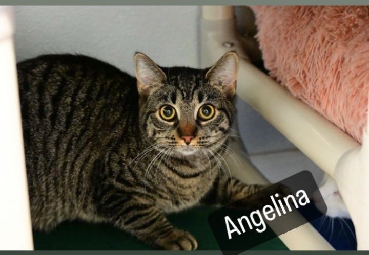 Angelina, an adoptable Domestic Short Hair Mix in Bridgewater, NJ_image-1