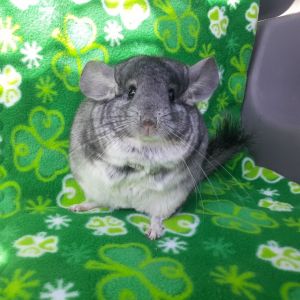 chinchilla for sale near me