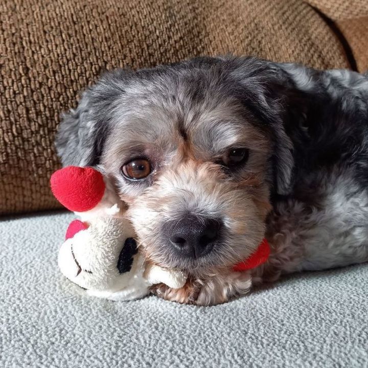 Cooper - current applications under review / not accepting additional, an adoptable Shih Tzu Mix in Minneapolis, MN_image-1