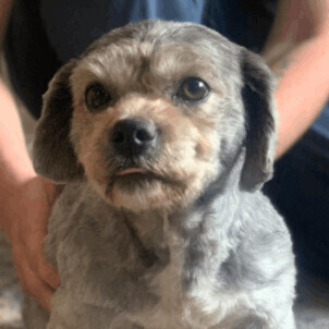 Cooper - current applications under review / not accepting additional, an adoptable Shih Tzu Mix in Minneapolis, MN_image-2