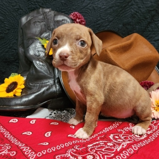 Tanya (American Tail Pups)