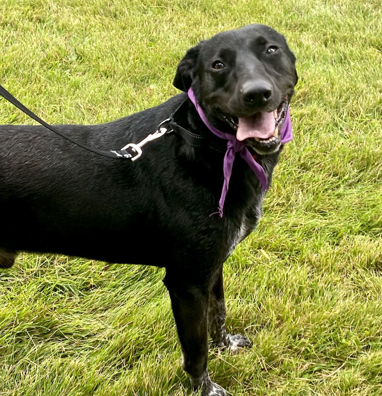 Beau aka Buford, an adoptable Labrador Retriever, German Shorthaired Pointer in GILBERTS, IL, 60136 | Photo Image 1