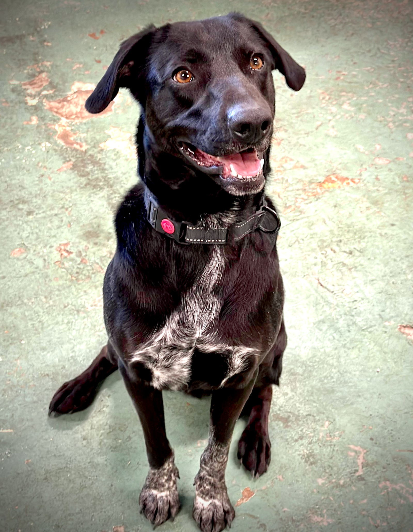 Beau aka Buford, an adoptable Labrador Retriever, German Shorthaired Pointer in GILBERTS, IL, 60136 | Photo Image 2