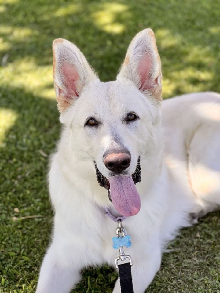 Dog for adoption - Simba, a White German Shepherd in Coronado, CA ...