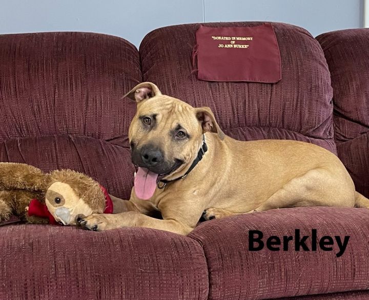 Berkley, an adoptable Pit Bull Terrier Mix in Waverly, NY_image-1