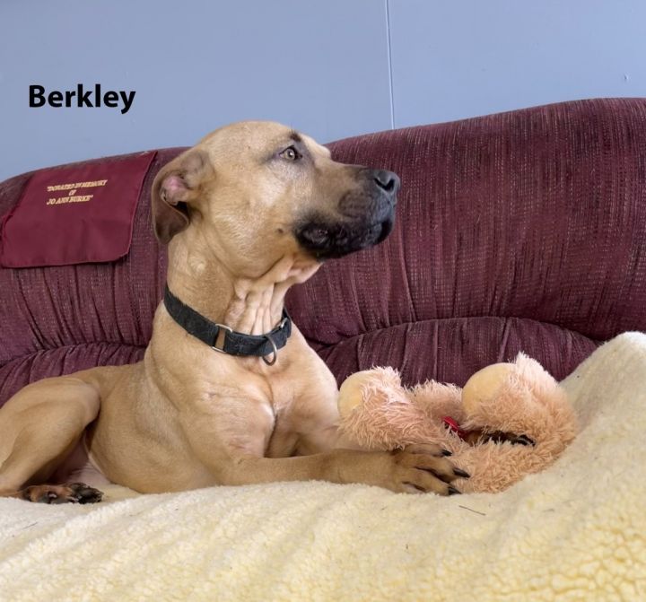 Berkley, an adoptable Pit Bull Terrier Mix in Waverly, NY_image-4