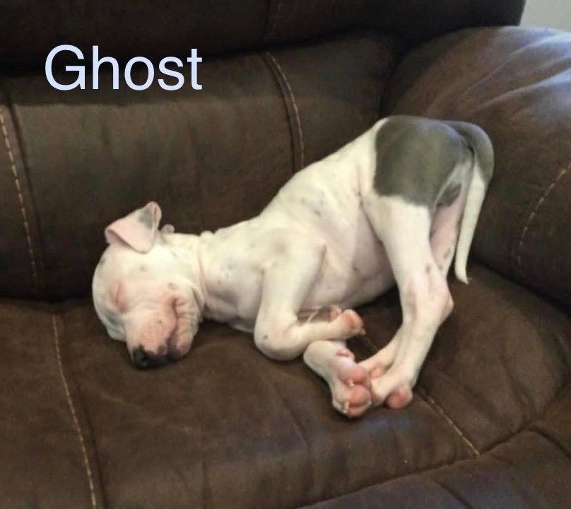 GHOST