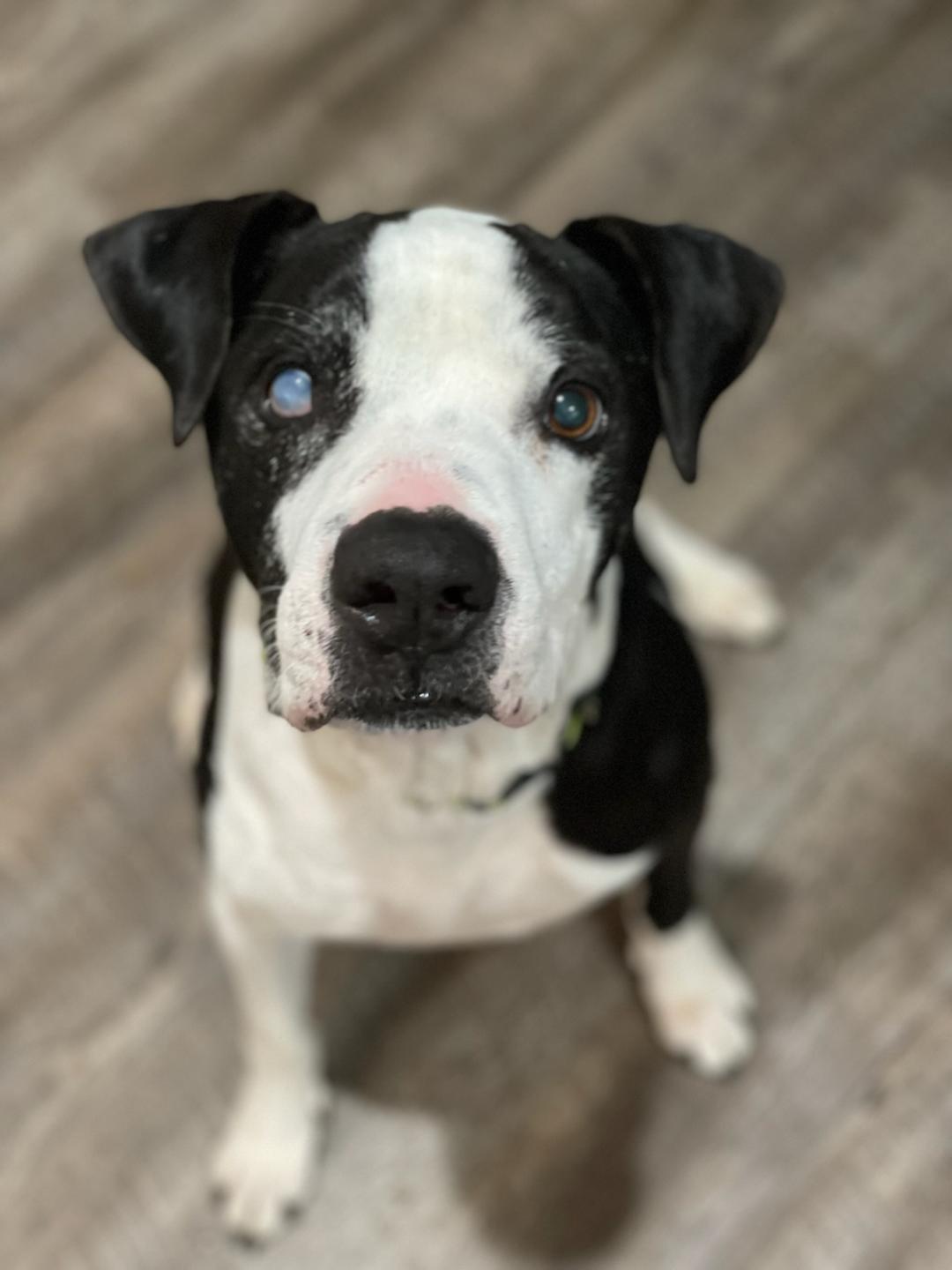 Mick (jh), an adoptable Hound in White Bluff, TN, 37187 | Photo Image 1