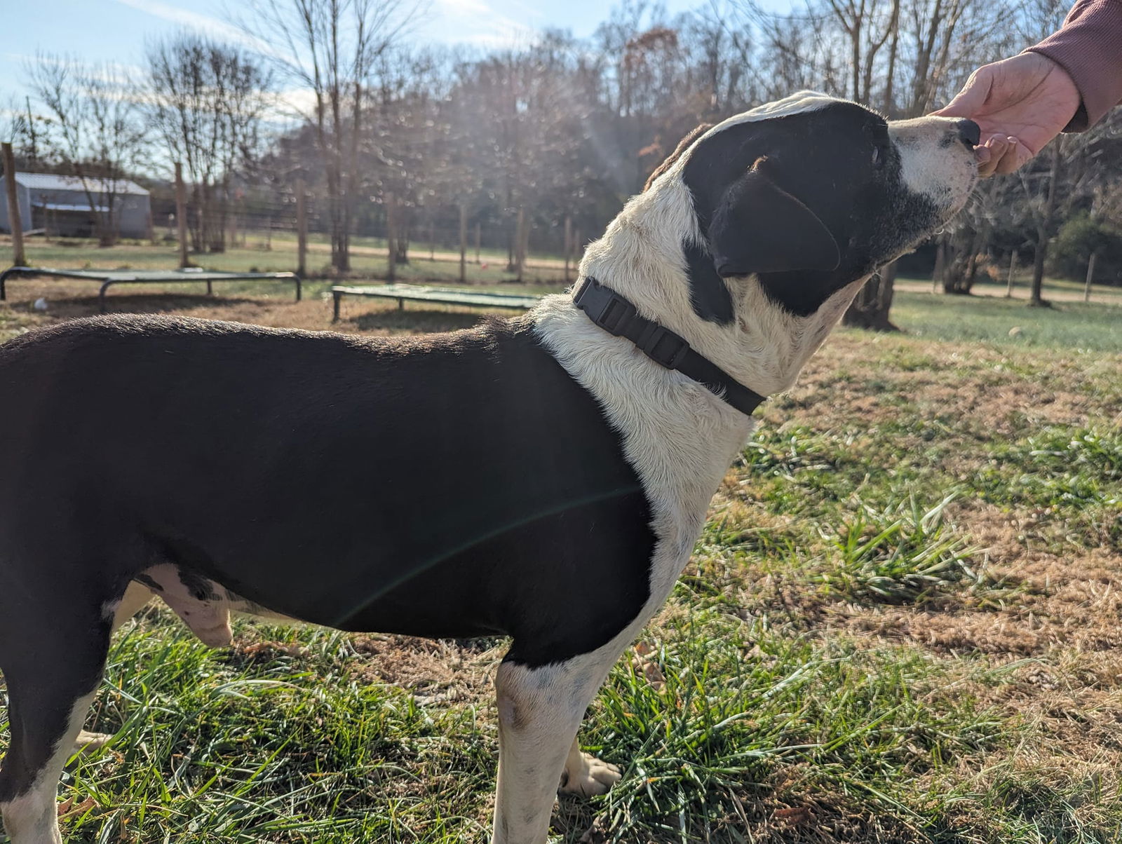 Mick, an adoptable Hound in White Bluff, TN, 37187 | Photo Image 2