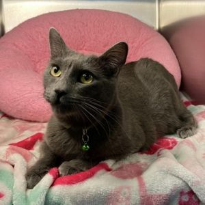 Meet Pebbles She is a beautiful grey teenager who would love to snuggle up on the couch and catch u