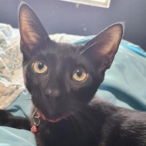 Meet Bamm-Bamm- an energetic teenager who loves to play with humans and other cats