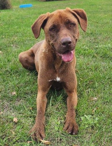 Ollie, an adoptable Labradoodle & Boxer Mix in Clear Lake, IA_image-1