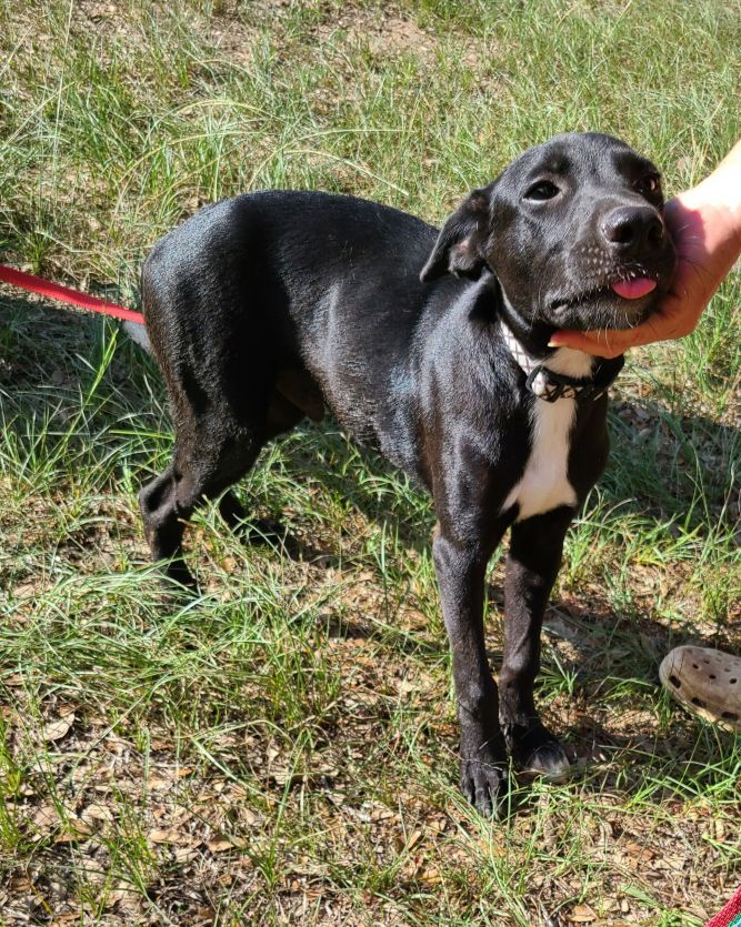 Dog For Adoption - Yanni, A Hound Mix In Sheridan, Tx 