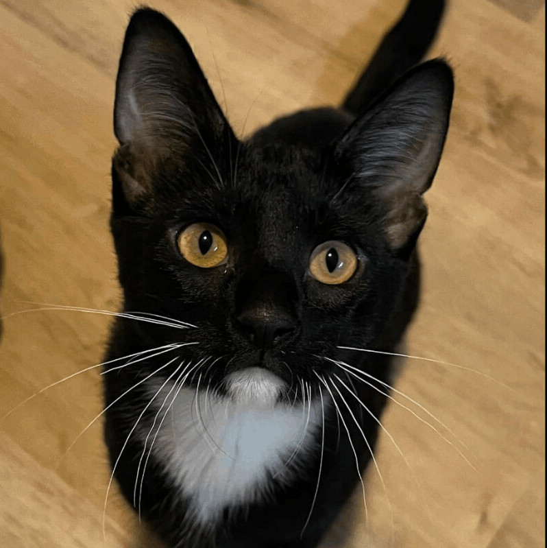 KITTEN -  Vdara, an adoptable Domestic Short Hair in Chicago, IL, 60614 | Photo Image 1