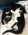 KITTEN -  Vdara photo 2