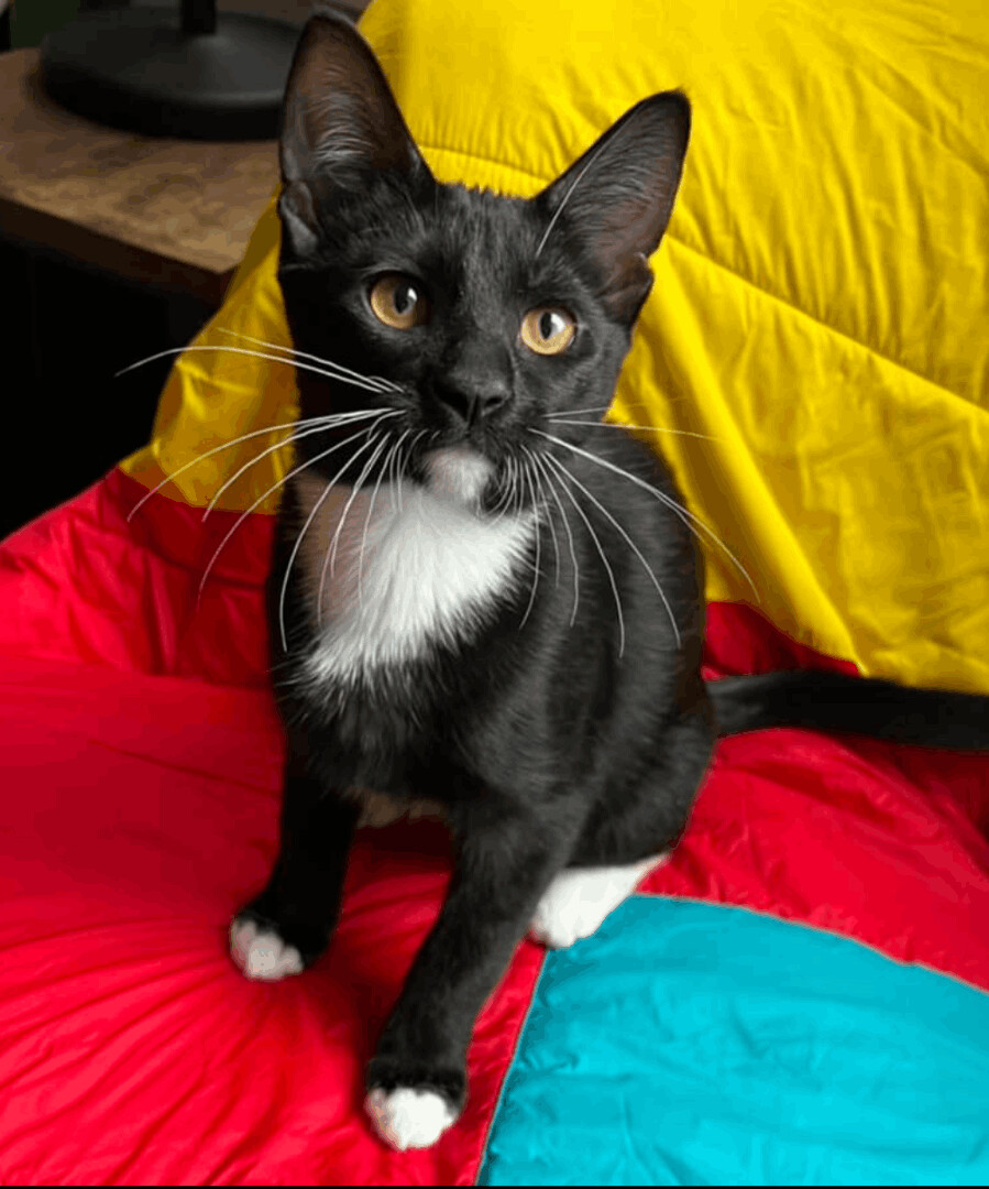 KITTEN -  Vdara, an adoptable Domestic Short Hair in Chicago, IL, 60614 | Photo Image 3