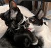 KITTEN -  Vdara photo 4