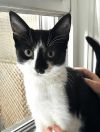 KITTEN - Venetian photo 1