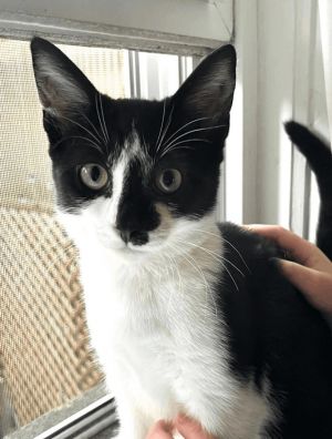 KITTEN - Venetian, Baby Female unknown