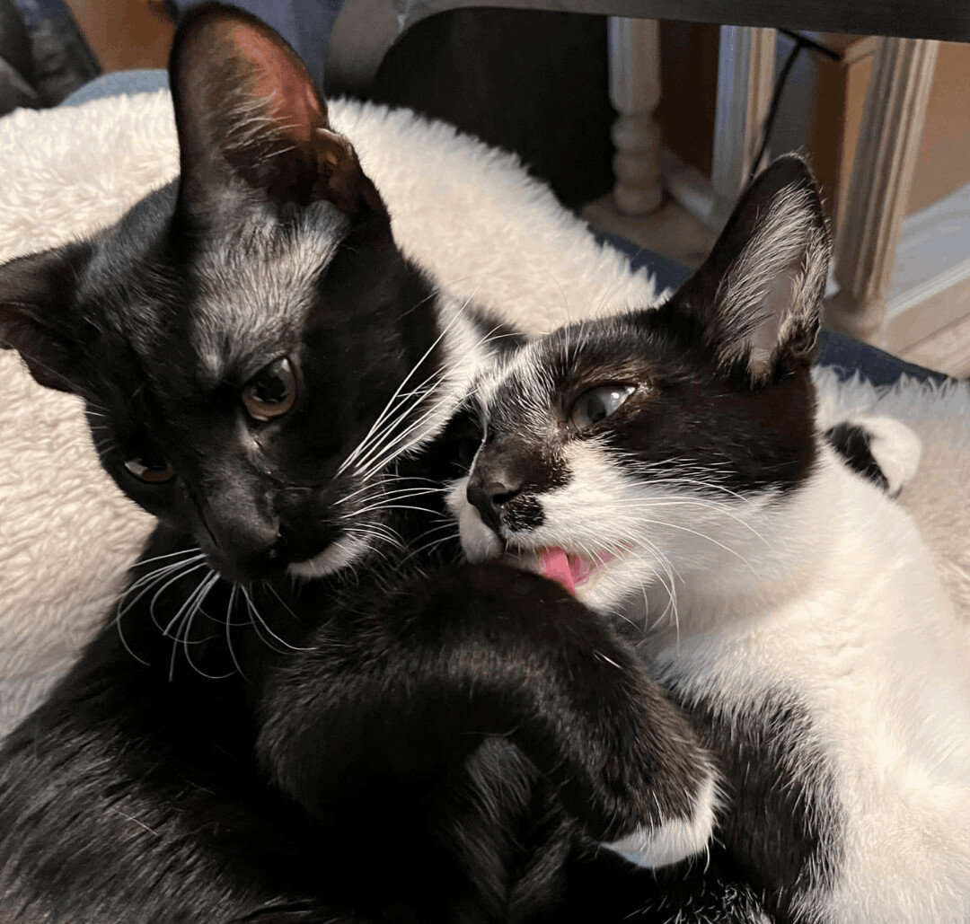 KITTEN - Venetian, an adoptable Domestic Short Hair in Chicago, IL, 60614 | Photo Image 2