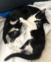 KITTEN - Venetian photo 3