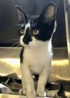 KITTEN - Venetian photo 4