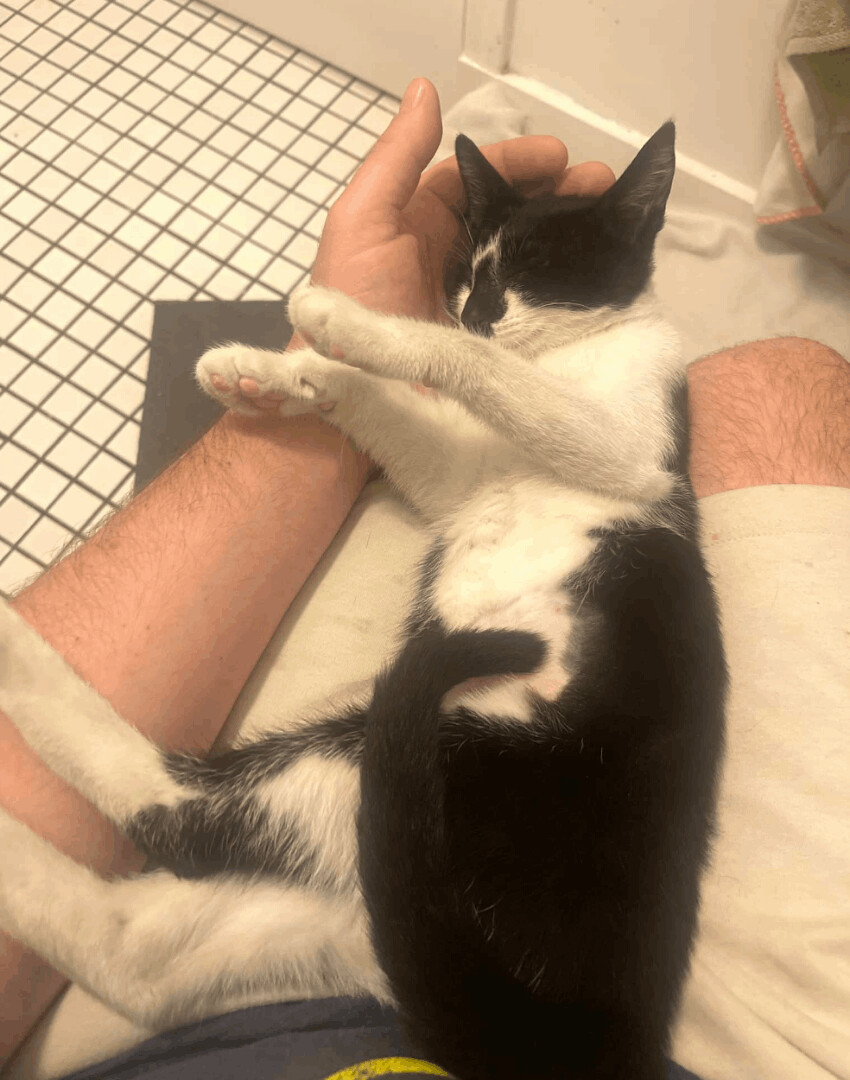 KITTEN - Venetian, an adoptable Domestic Short Hair in Chicago, IL, 60614 | Photo Image 5
