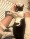 KITTEN - Venetian photo 5