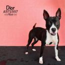 DIOR's profile on Petfinder.com