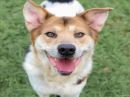 RAGS's profile on Petfinder.com
