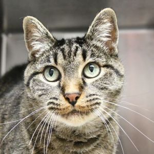 Sadie is a sassy opinionated tabby girl who would like a home of her own- no other cats need apply