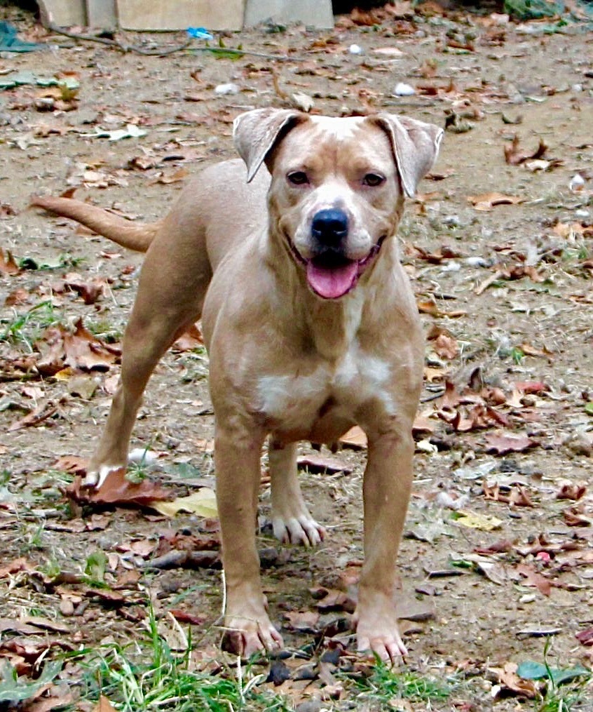 Cookie, an adoptable Pit Bull Terrier, Labrador Retriever in Amston, CT, 06231 | Photo Image 2