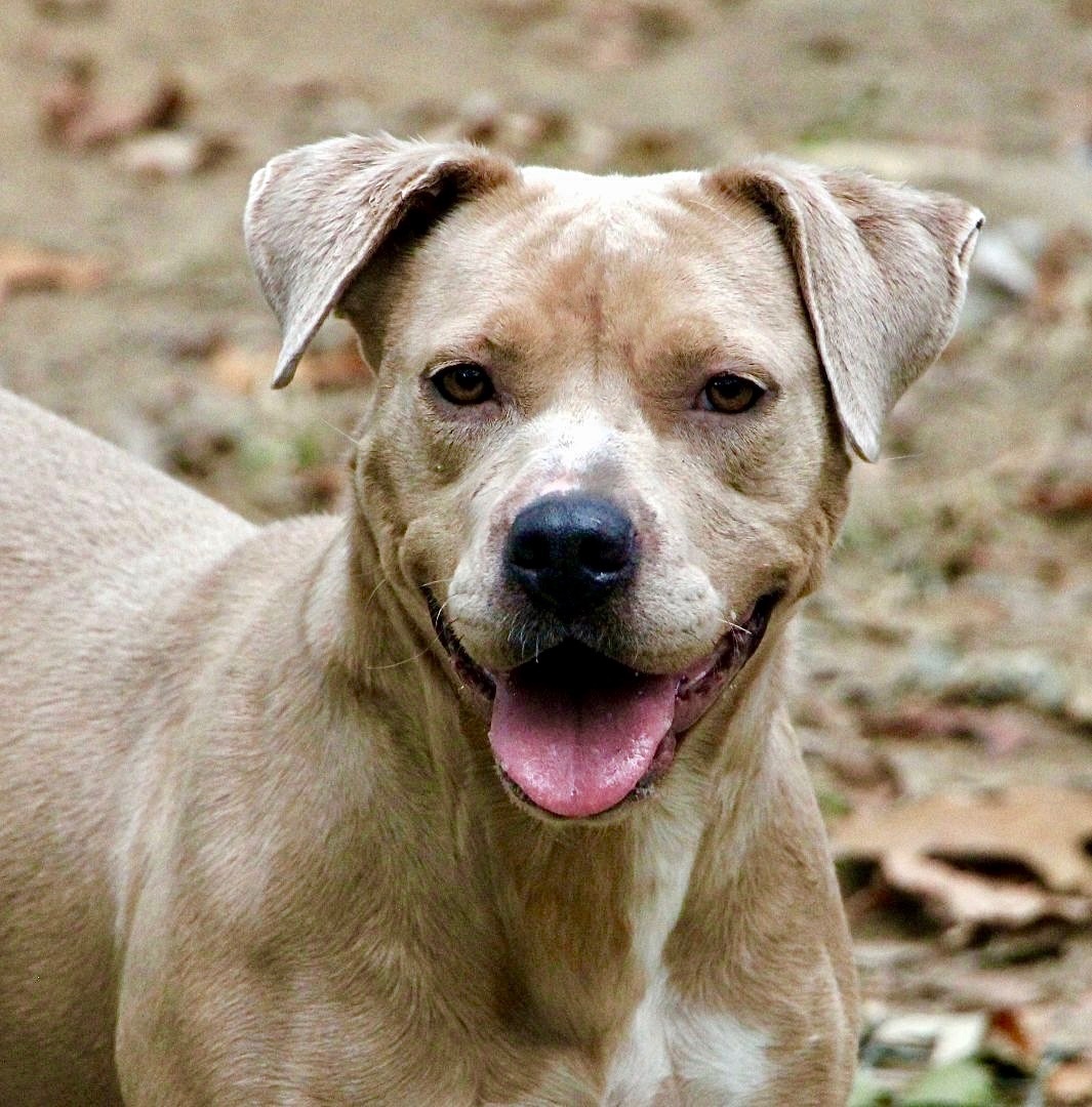 Cookie, an adoptable Pit Bull Terrier, Labrador Retriever in Amston, CT, 06231 | Photo Image 3