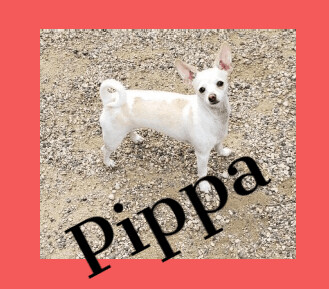 Pippa 1