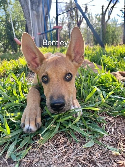 Bentley (SC)