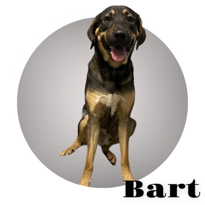 Bart, an adoptable Coonhound & Shepherd Mix in Cumberland, MD_image-1