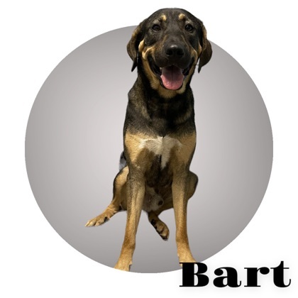 Bart