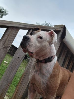 Adira is momma to the Country litter 4 years old American Bulldog and weighs around 70lbs She was a