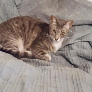 Orlando Domestic Short Hair Cat