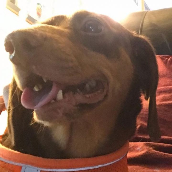 Dog for adoption - Willie, a Dachshund in Omaha, NE | Petfinder